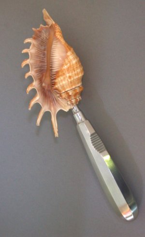 Seashell sex toy